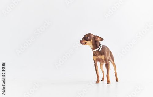 dog on white background