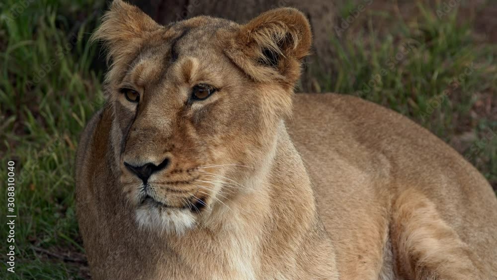 Asiatic lion (Panthera leo leo) tired lioness Asiatic lion (Panthera leo leo) tired lioness