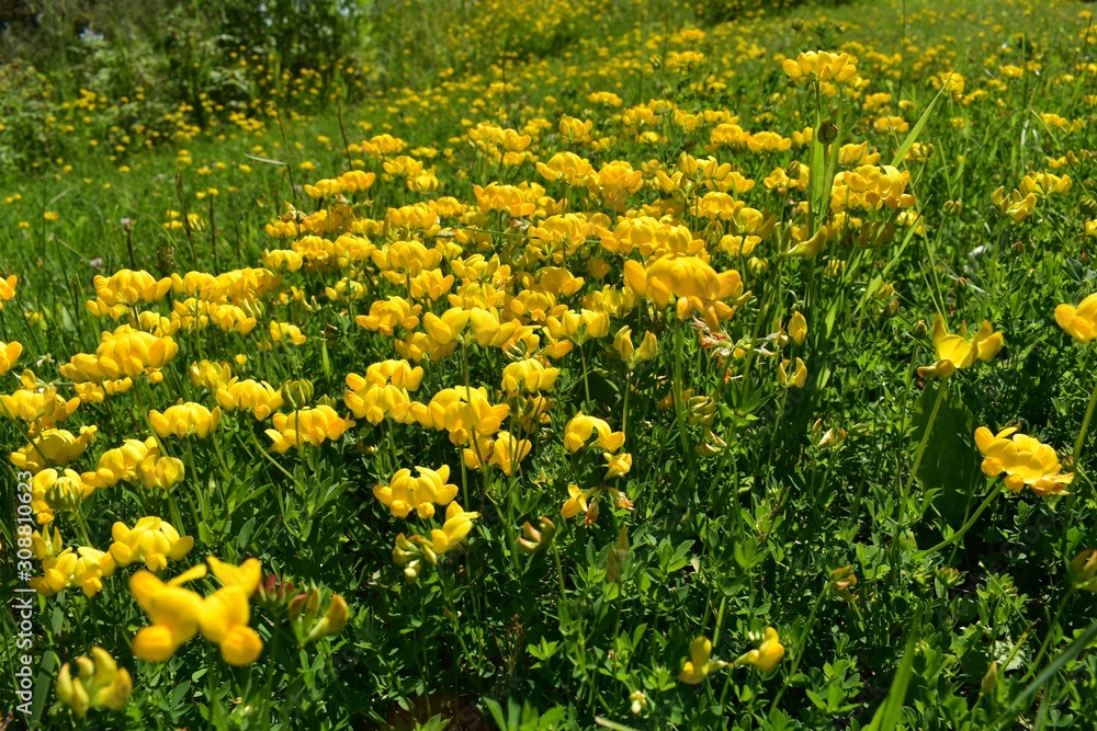 Background of yellow flowers in a field