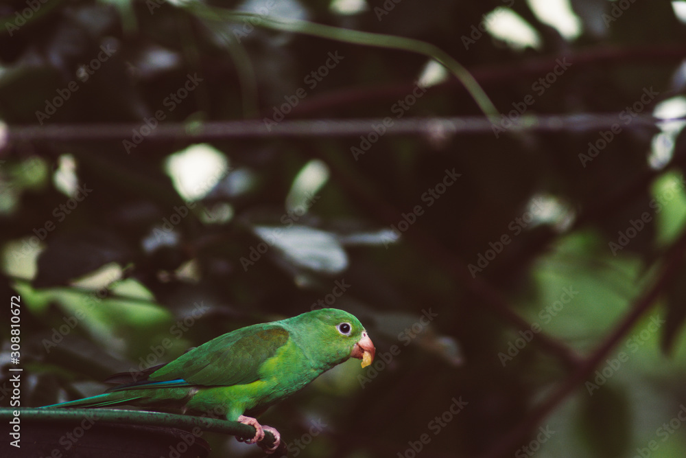 Periquito rico - Plain Parakeet