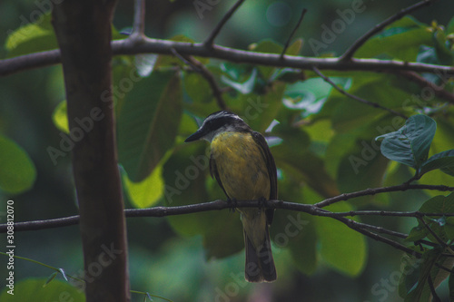 Bem-te-vi - Great Kiskadee