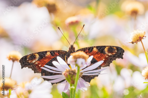 Aglais io, Peacock butterfly pollinating photo