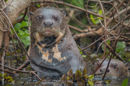 Giant otter at a river in the Pantanal, Brazil, South America photo