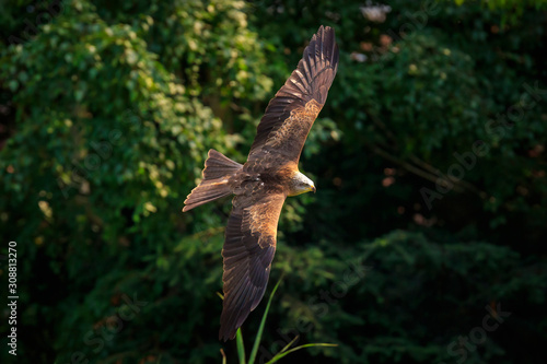 Black kite Milvus migrans in flight hunting