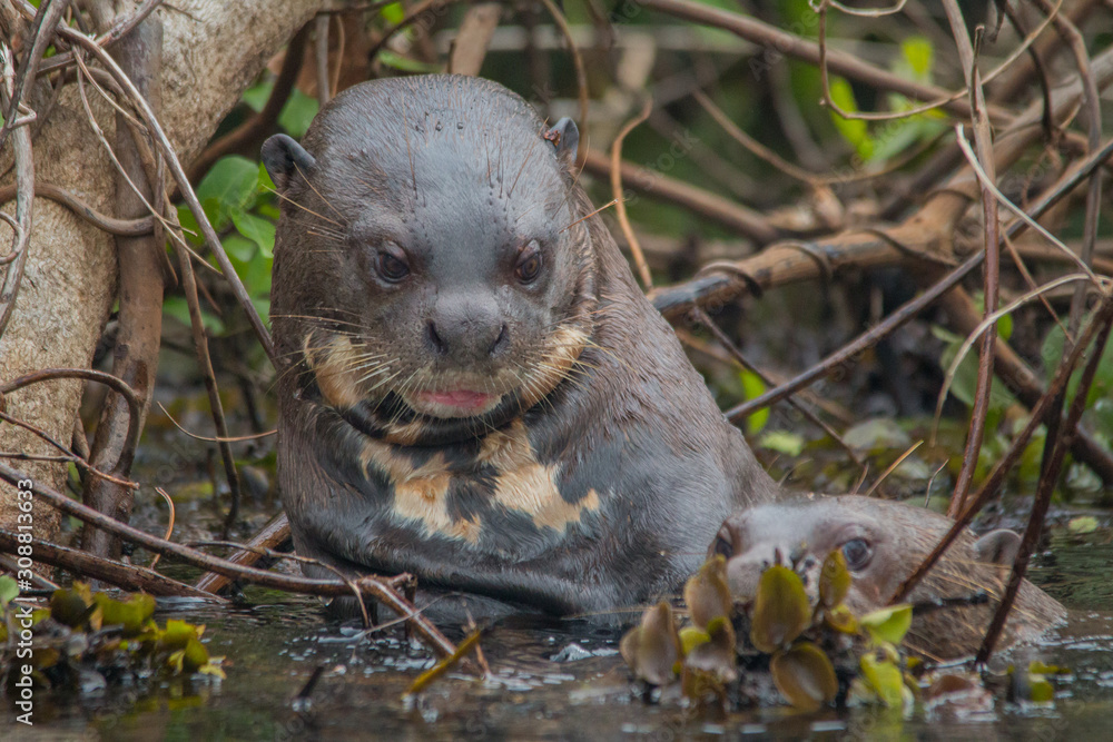 Giant otter at a river in the Pantanal, Brazil, South America Giant otter at a river in the Pantanal, Brazil, South America