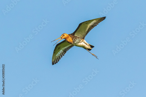 Black-tailed godwit Limosa Limosa in flight