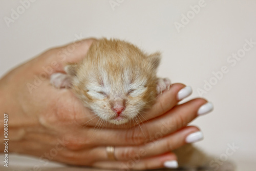 Beige, small, fluffy cute kitten in hands closeup. One week old newborn cat with eyes closed, baby animals and adorable cat concept.