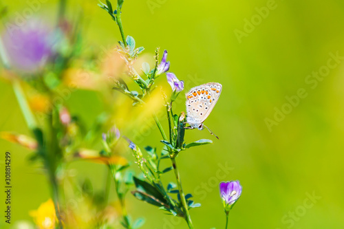  Adonis blue butterfly Polyommatus bellargus resting photo