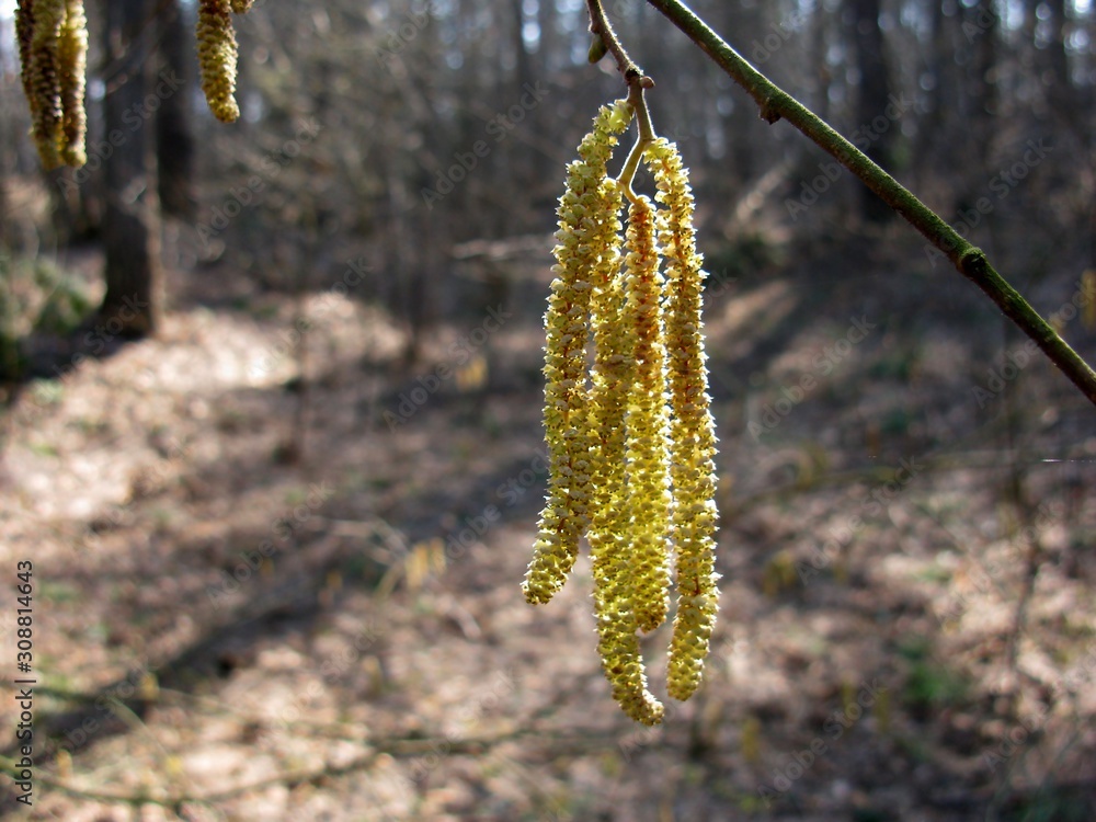 Spring Spring