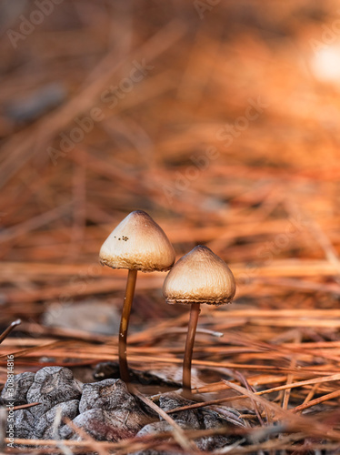 Tiny mushrooms growing side by side in the forest. Background with orange lig...