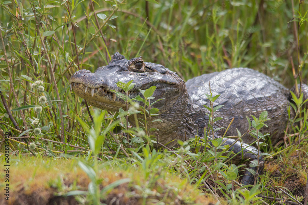 Naklejka premium Yacare caiman in the Pantanal, Brazil, South America