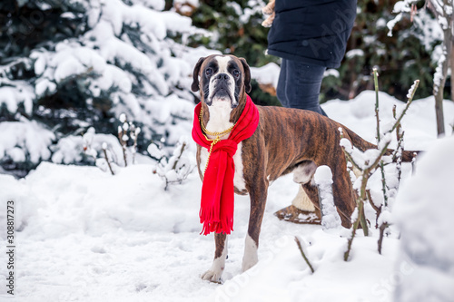 Boxer dog walks in the snow in Christmas decorations
