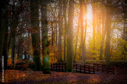 sun rays through the tree trunks autumn season park