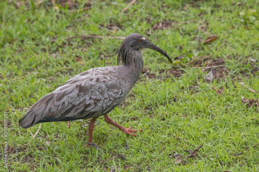 Naklejka premium Plumbeous ibis in the Pantanal, Brazil, South America