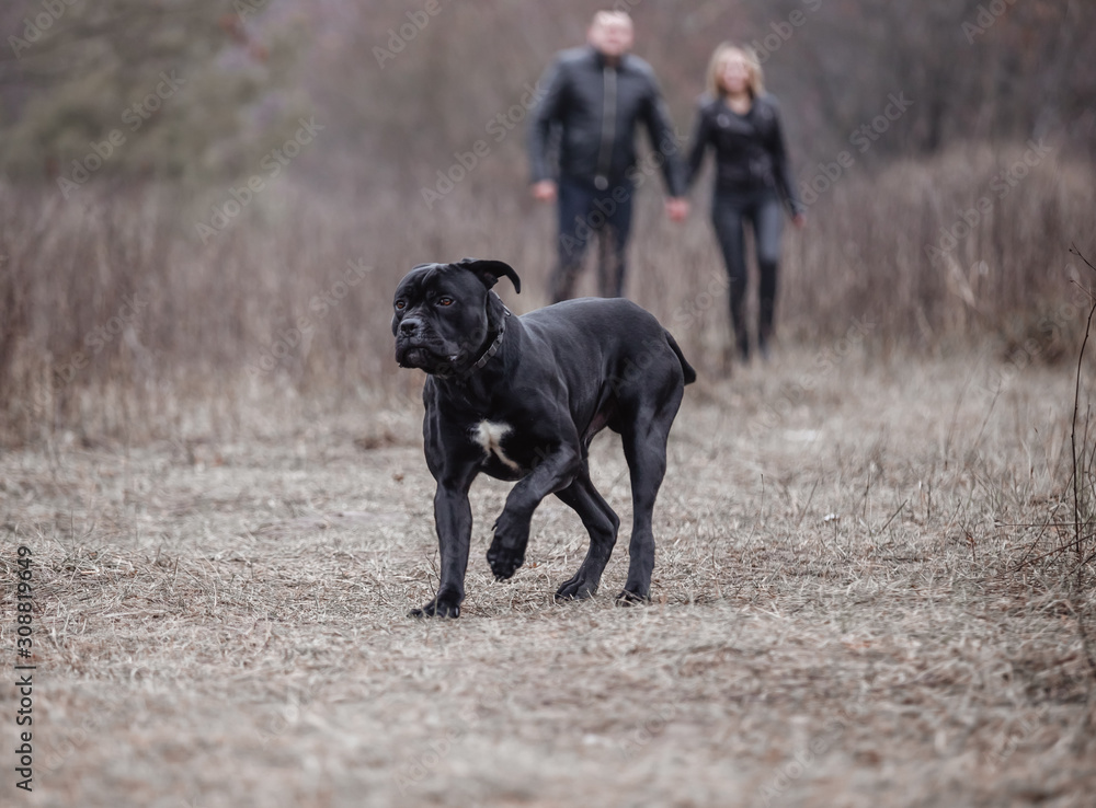 Cane Corso posing in a clearing Cane Corso posing in a clearing