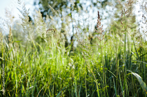 Abstract image of grass at meadow. Selective focus, blurred background