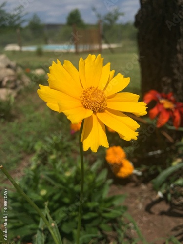 yellow flowers in garden