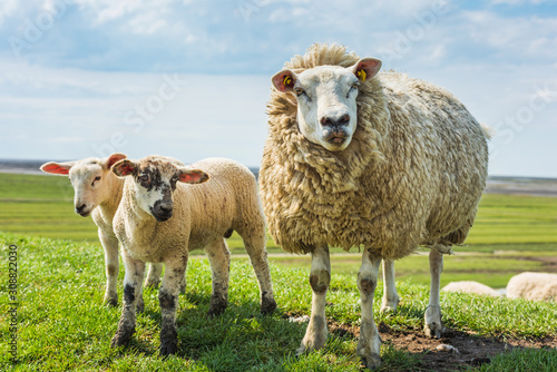 Sheep in Westerhever; Friesland; Germany photo