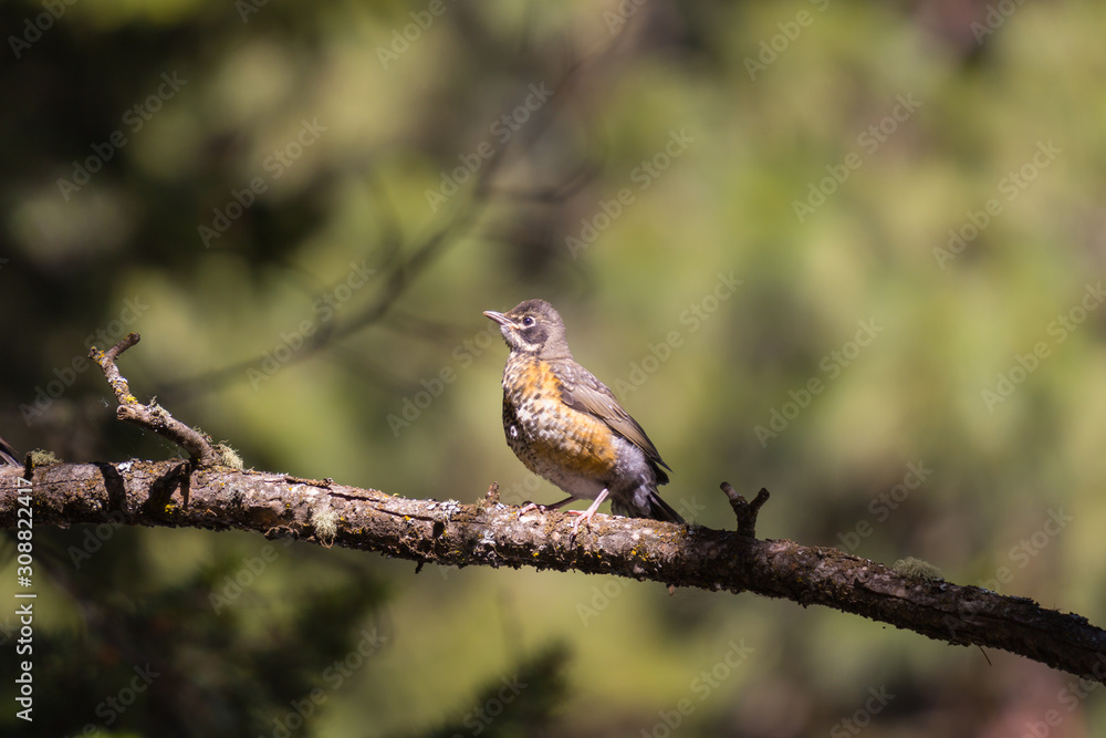 Juvenile American Robin Perched on Pine Tree Juvenile American Robin Perched on Pine Tree