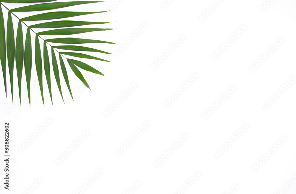 Green leaf isolated on white background. Space for your text. Green leaf isolated on white background. Space for your text.