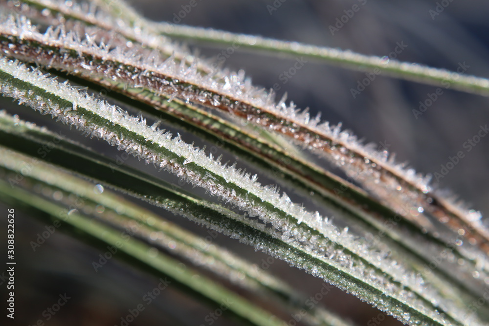 Fototapeta premium Closeup of wild grasses wearing a layer of hoary frost on a winter morning