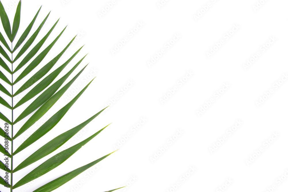 Green leaf isolated on white background. Space for your text. Green leaf isolated on white background. Space for your text.