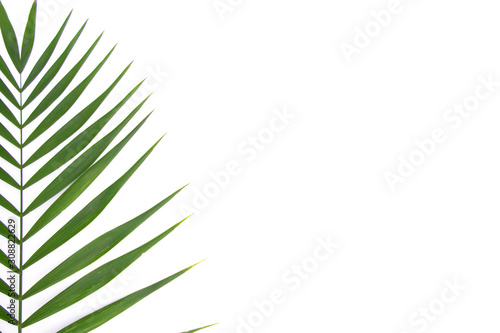 Green leaf isolated on white background. Space for your text.