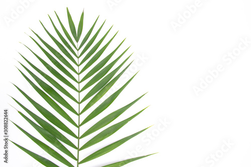 Green leaf isolated on white background. Space for your text.