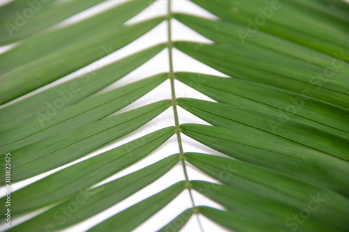 Green leaf isolated on white background. Space for your text.