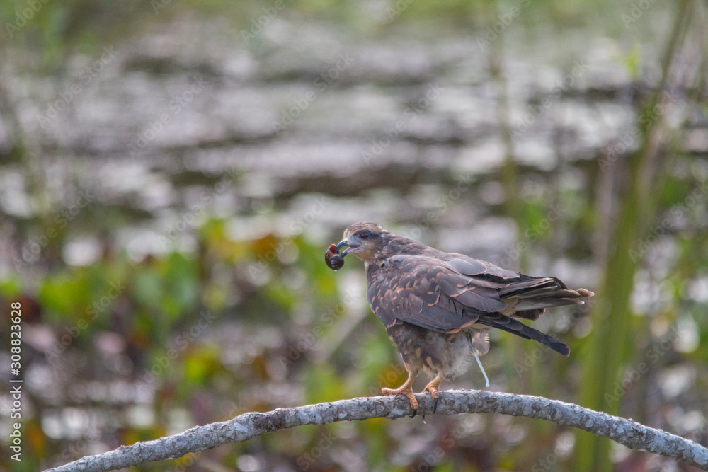 Snail Kite on a branch with food, Pantanal region, Brazil, South America Snail Kite on a branch with food, Pantanal region, Brazil, South America