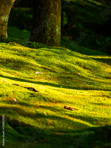 Ginkakuji-temple garden covered with moss. Sakyo-ku, Kyoto, Japan photo