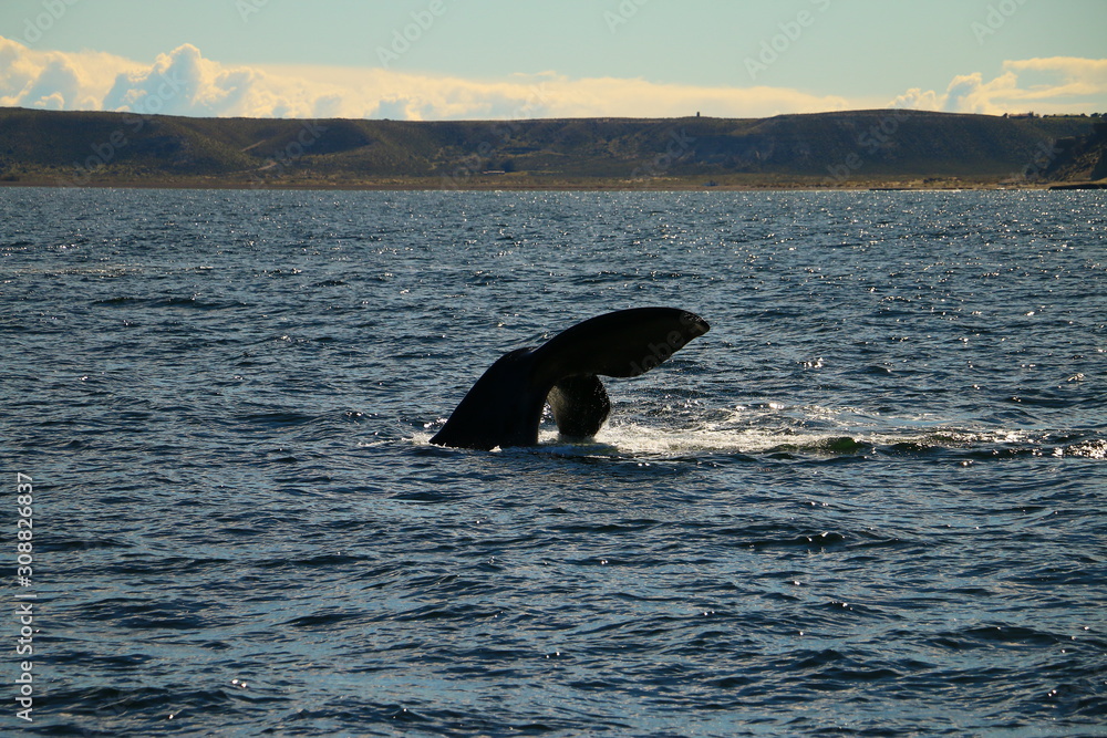 Fototapeta premium cola de ballena asomando del agua antes de saltar