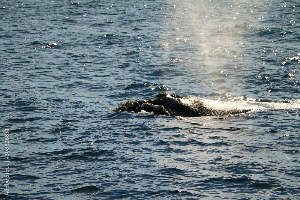 Fototapeta premium cola de ballena asomando del agua antes de saltar