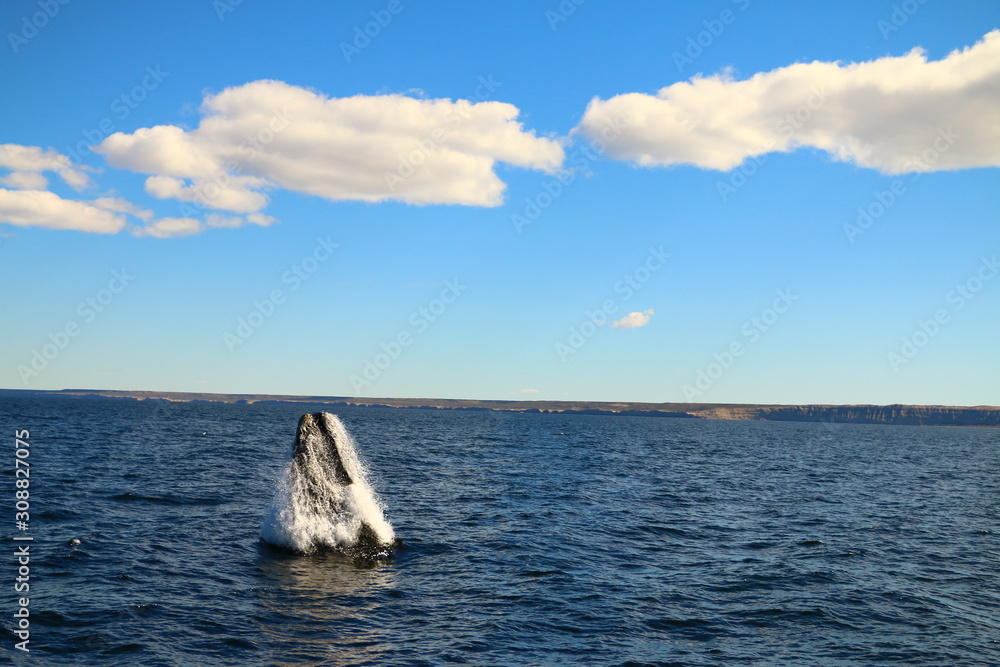 Fototapeta premium salto de ballena franca austral vista desde visita turistica embarcada en Puerto Piramides, peninsula de valdes, Argentina
