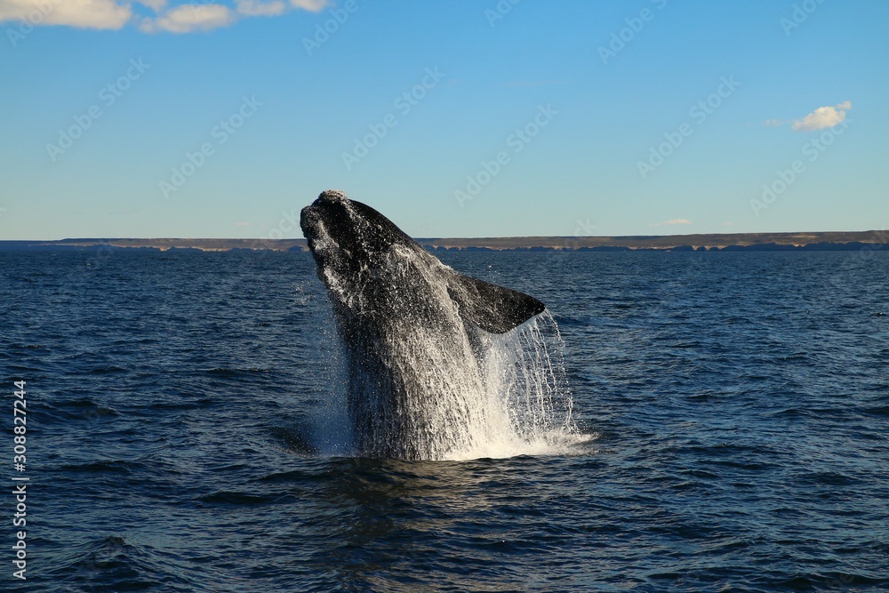 Fototapeta premium salto de ballena franca austral vista desde visita turistica embarcada en Puerto Piramides, peninsula de valdes, Argentina