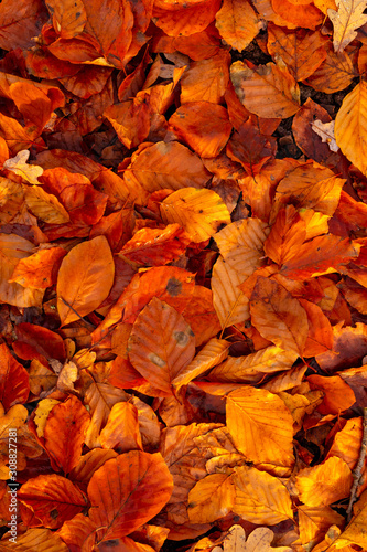 dried falled autumn leaves of the fall season with beautiful colors for background