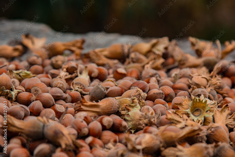 A bunch of fresh ripe hazelnuts on an old stump. Shallow depth of field. Food protein. Peanut Butter Advertising. Background image of a pattern of orchids. A bunch of fresh ripe hazelnuts on an old stump. Shallow depth of field. Food protein. Peanut Butter Advertising. Background image of a pattern of orchids.
