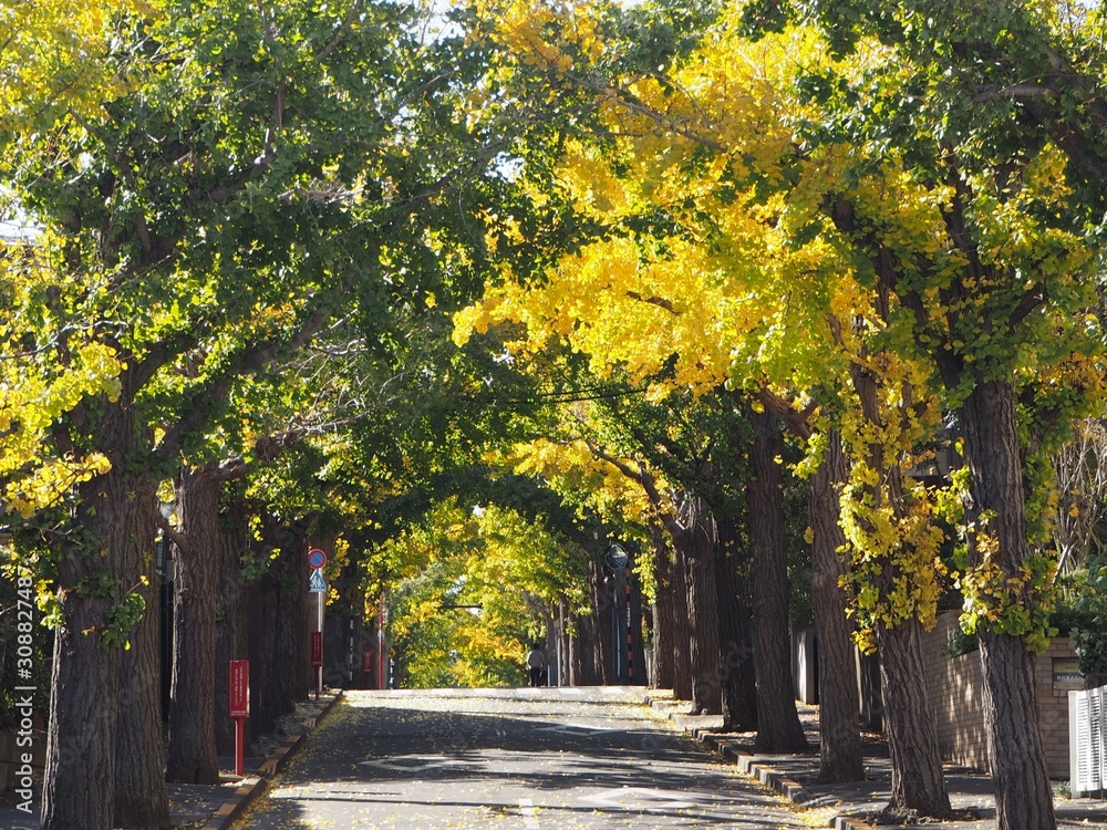Naklejka premium Autumn leaves in Tokyo, Japan