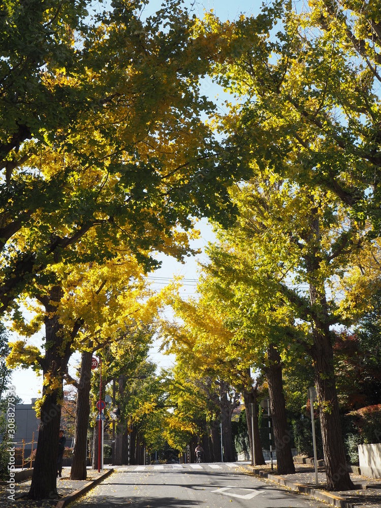 Fototapeta premium Autumn leaves in Tokyo, Japan