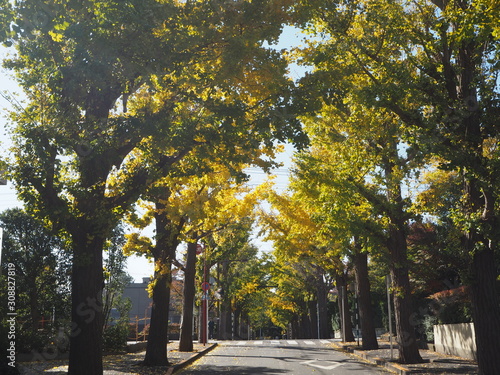 Autumn leaves in Tokyo, Japan © Twill