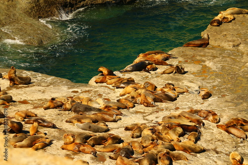 reserva de lobos marinos de un pelo en peninsula valdes argentina