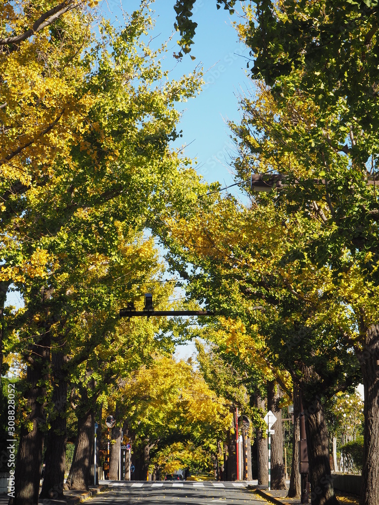 Fototapeta premium Autumn leaves in Tokyo, Japan