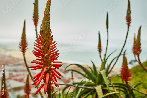 green plant on the beach