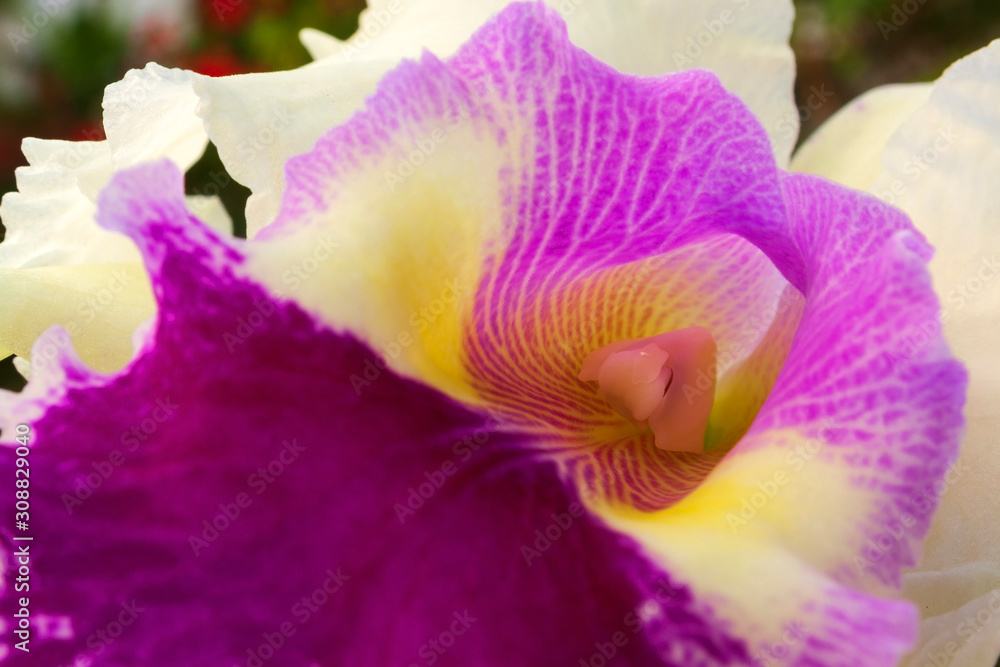 Orquídea IMG_6973