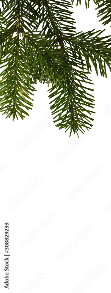 branch of christmas tree isolated on white branch of christmas tree isolated on white