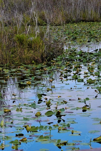  Everglades