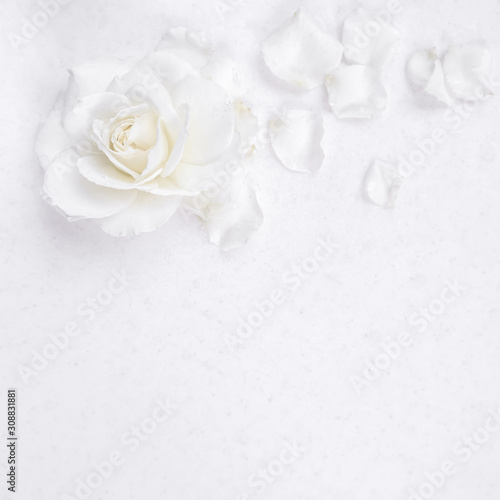 Fototapeta Naklejka Na Ścianę i Meble -  Beautiful white rose and petals on white background. Ideal for greeting cards for wedding, birthday, Valentine's Day, Mother's Day