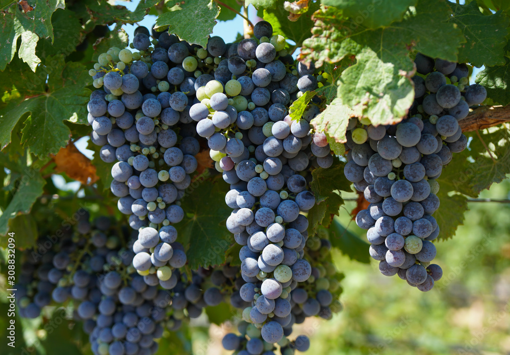 Ripening grapes hang in the sun in the fields of a winery.