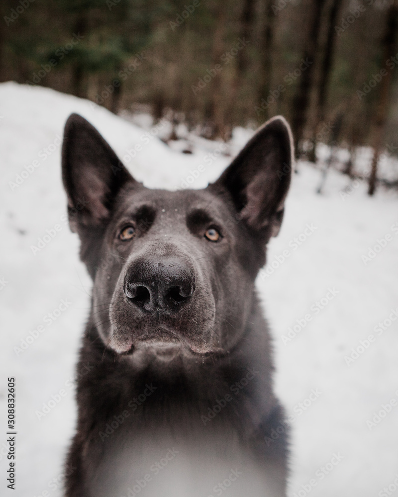 Portrait of Black German Shepherd In Snowy New England Scene Portrait of Black German Shepherd In Snowy New England Scene