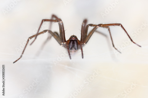 Wallpaper Mural The giant house spider (Tegenaria sp) in a cave Torontodigital.ca